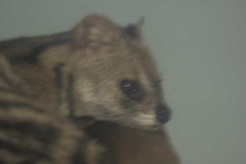 Small Indian Civet